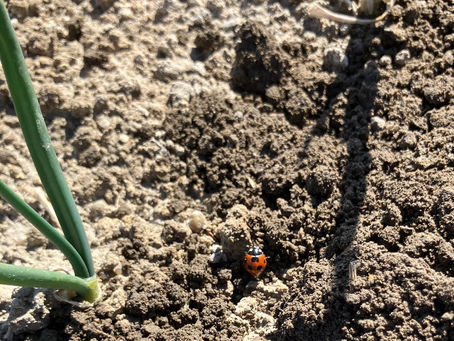 3月のお便り~春到来~ #00023