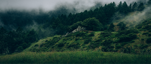 Fog and Nature_edited_edited.png