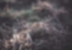 Frozen Branch_edited.jpg