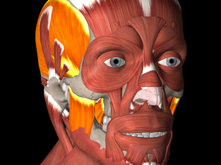 Why clenching your jaw could be the culprit behind your back pain, neck pain, or _____ (fill in the