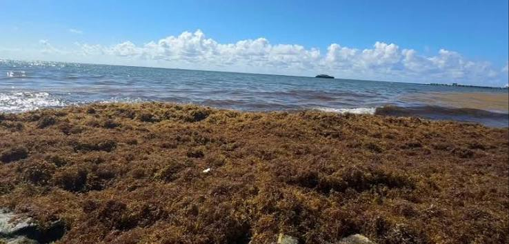 Urge programa integral contra sargazo apoyo urgente rescatar turismo R. Maya