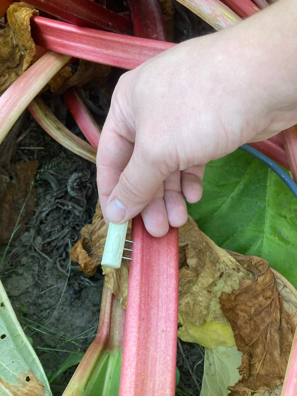 Measuring Sap Flux in Plants