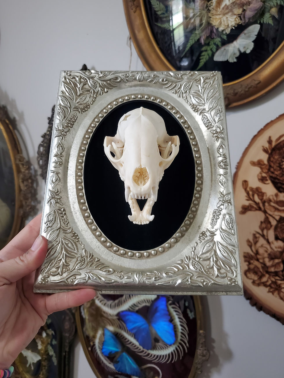 Thumbnail: Silver Raccoon Skull & Jawbone Frame