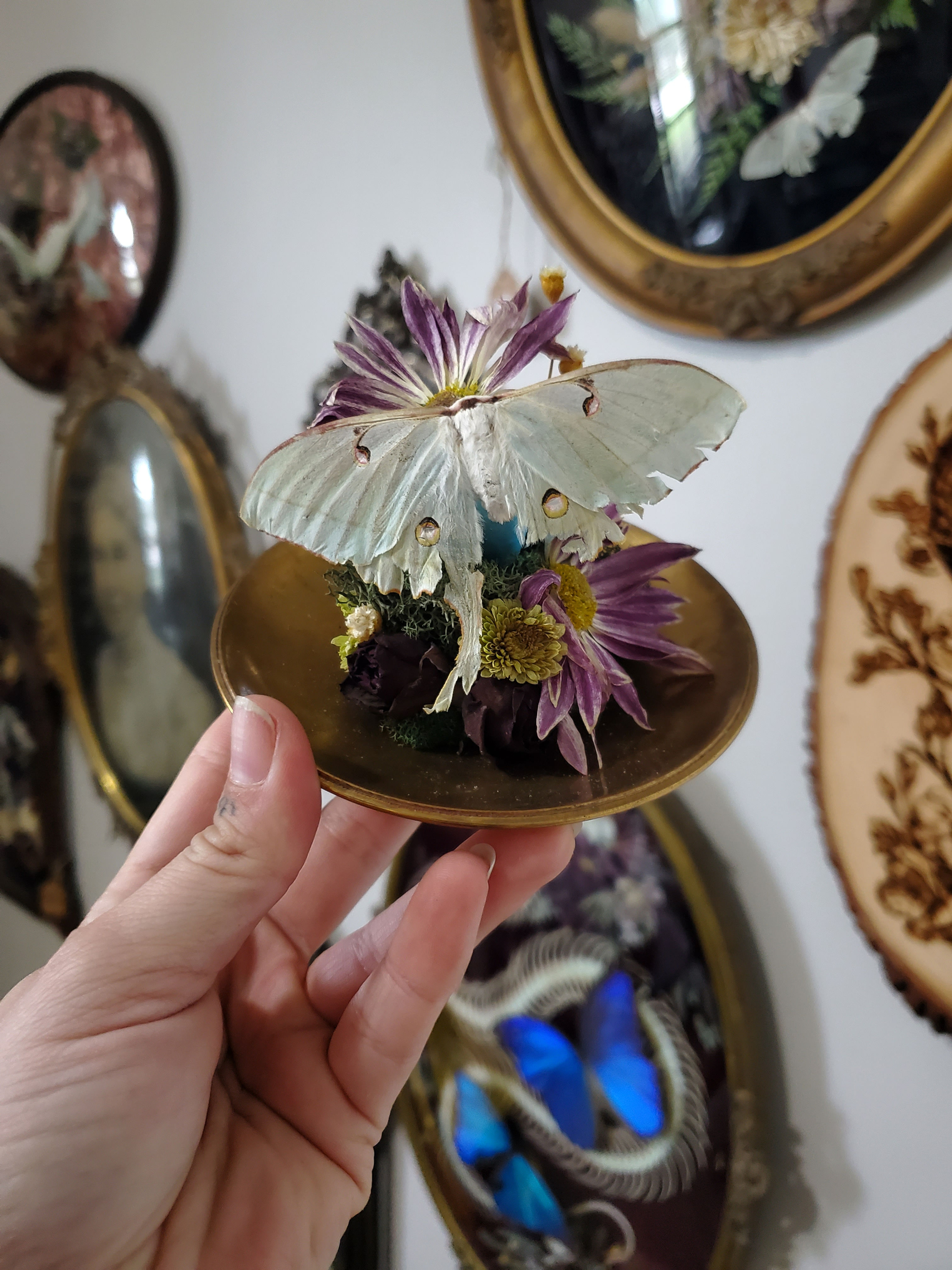 Luna Moth Globe Dome