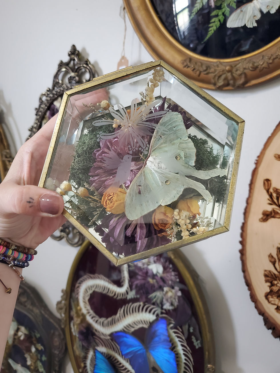 Thumbnail: Luna Moth Glass Box