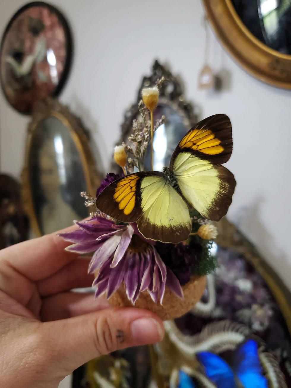 Thumbnail: Yellow Orange Tip Mini Dome