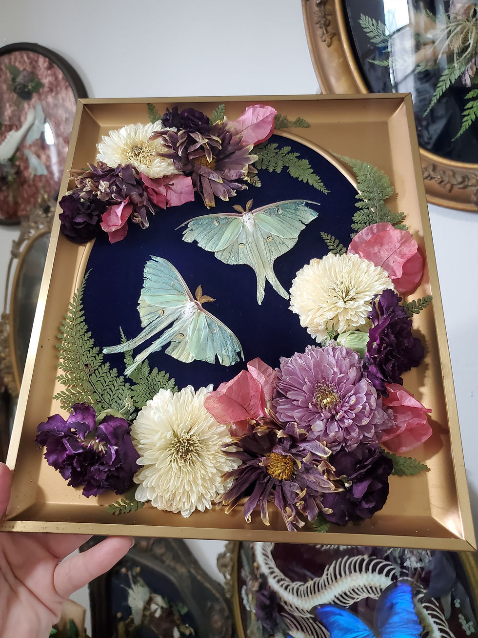 Thumbnail: Double Luna Moth Frame