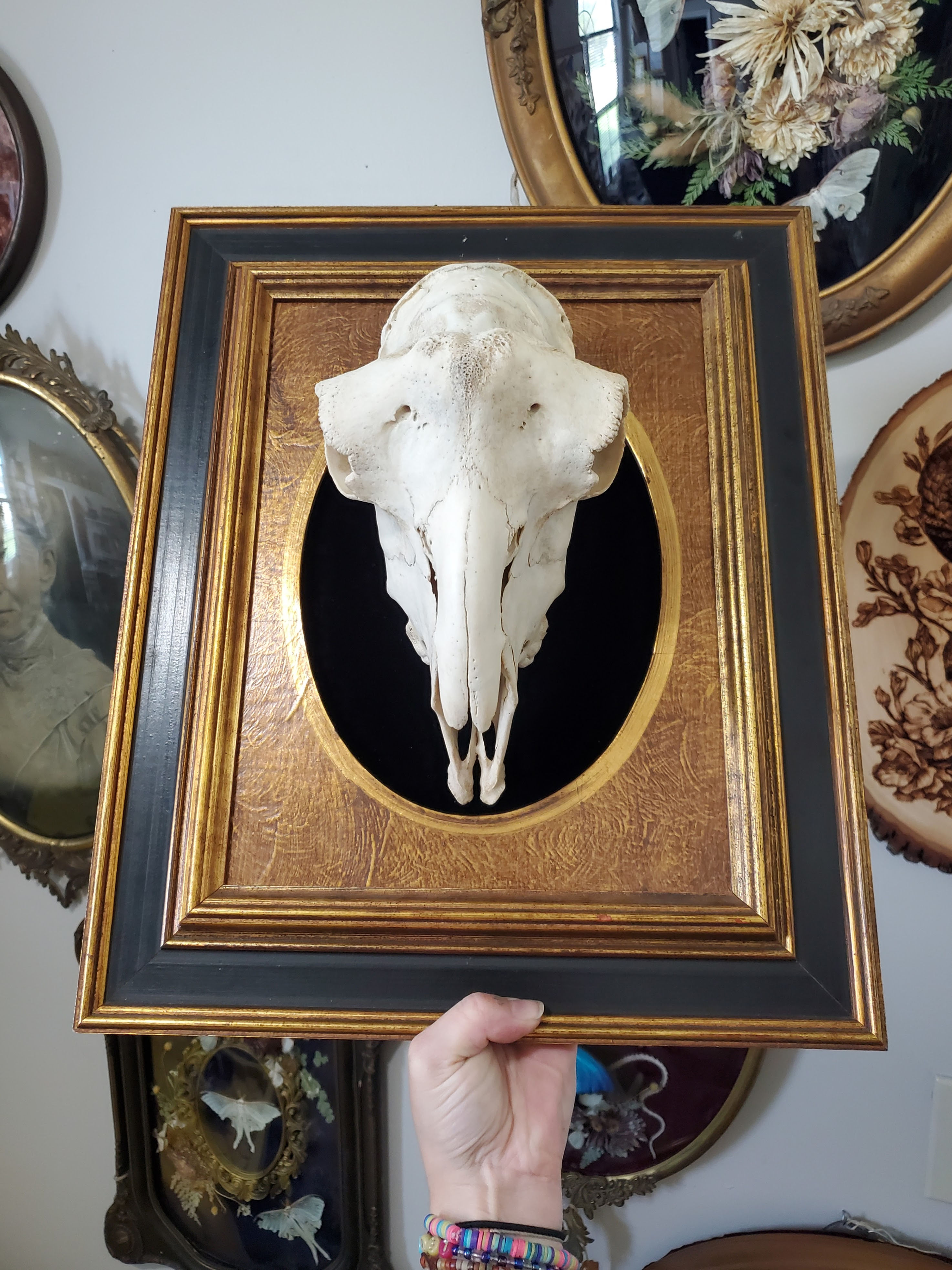 Goat Skull Frame