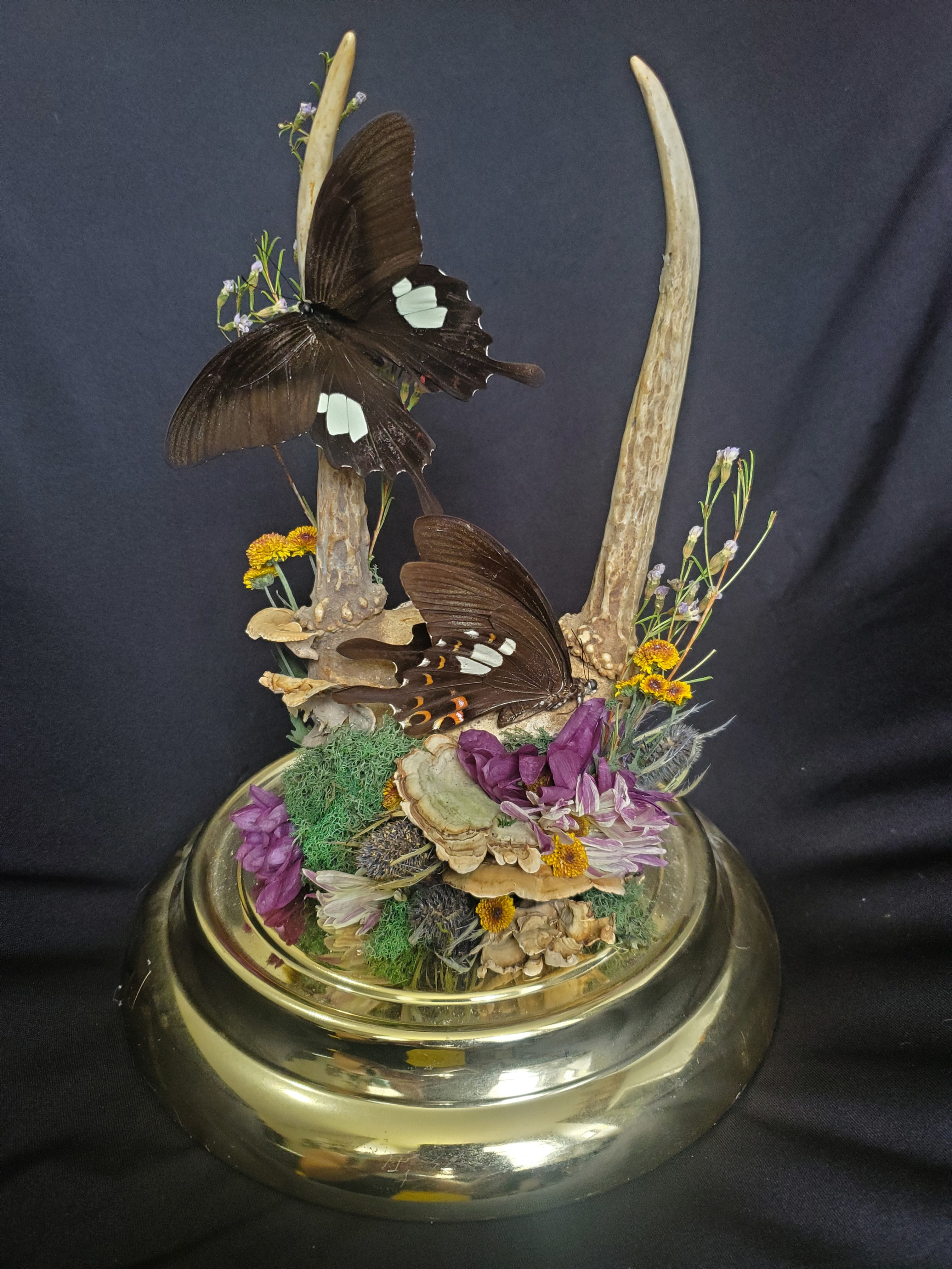 Deer Antlers, Mormon Butterflies & Mushrooms Dome