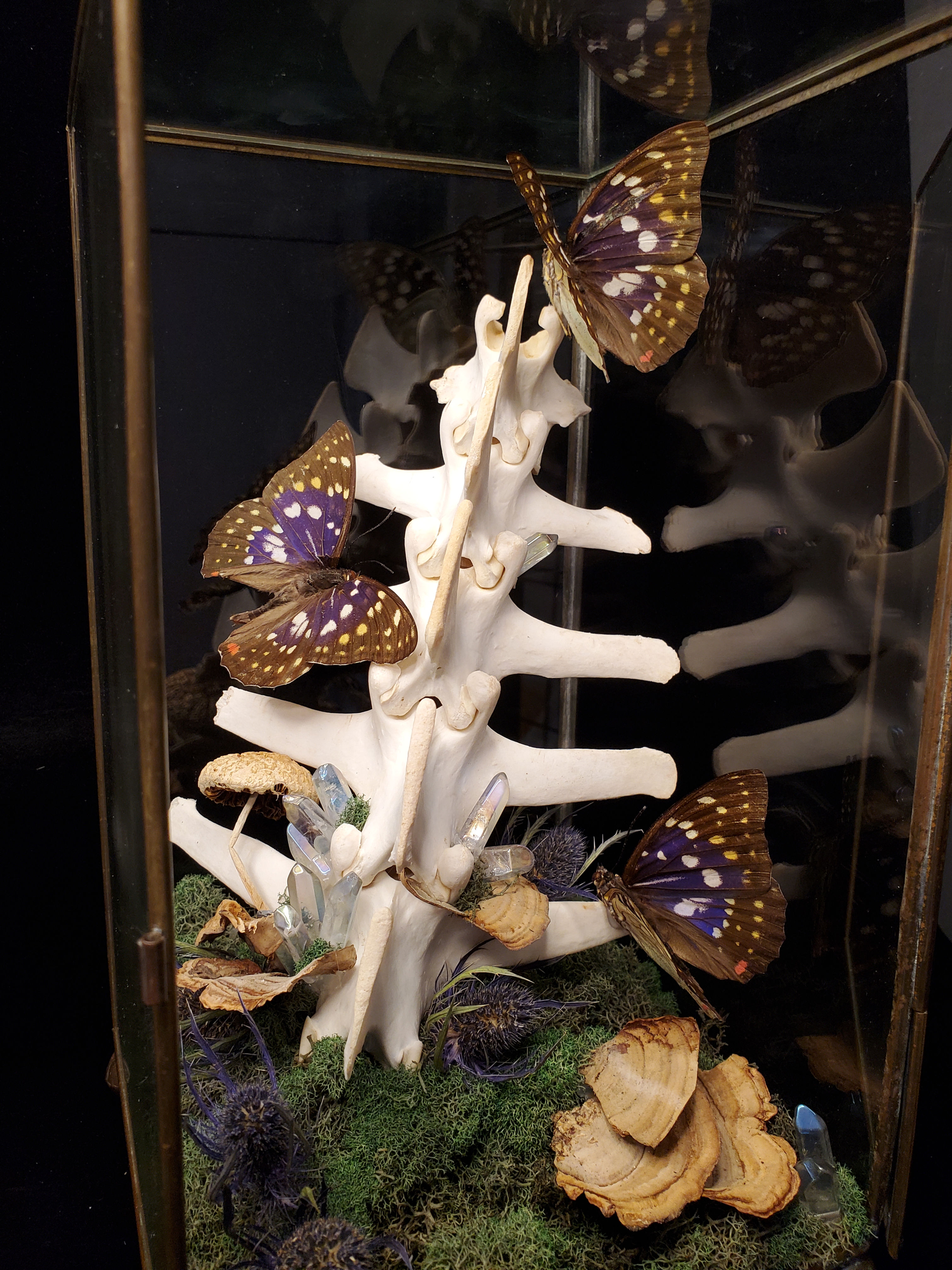 Purple Emperor & Deer Vertebrae Dome