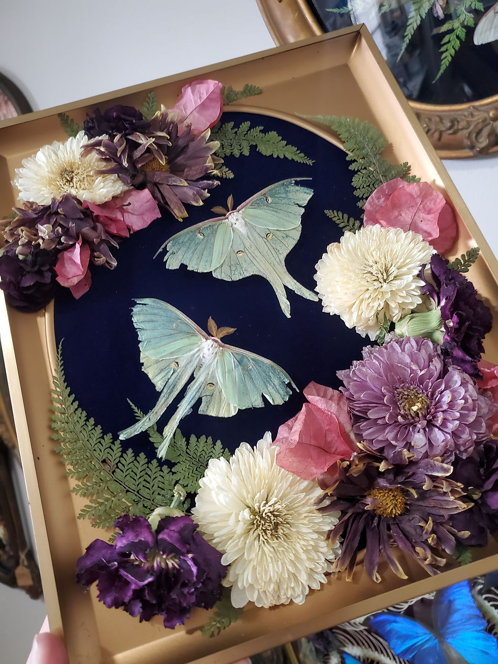 Thumbnail: Double Luna Moth Frame