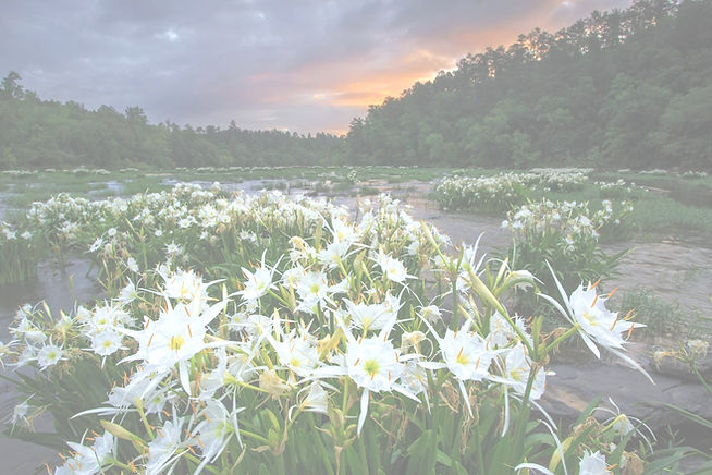 cahaba lily cafe_edited_edited.jpg
