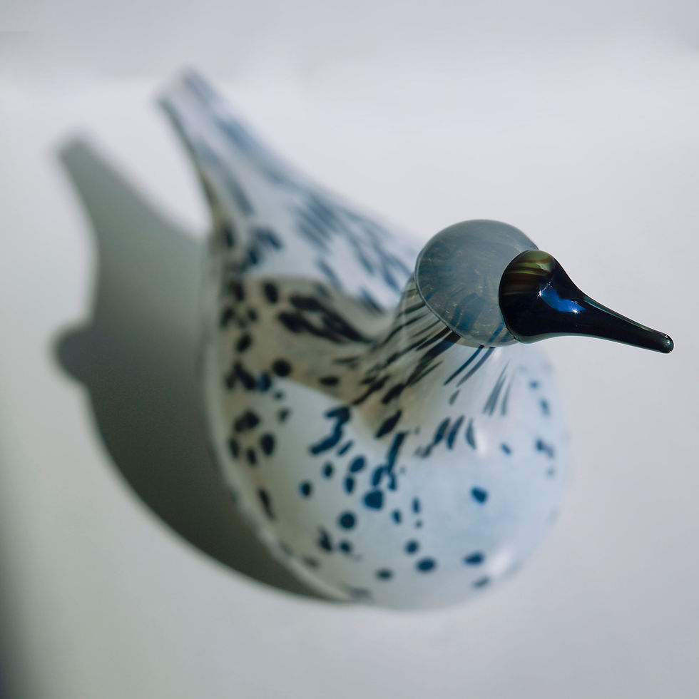 サムネイル： Mistle Thrush オイバトイッカ　イッタラ　バード