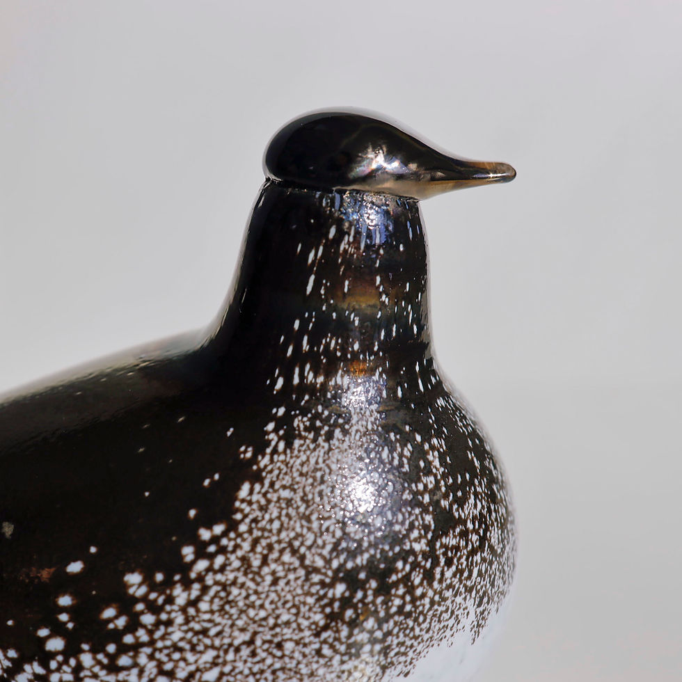 サムネイル： Black Phoebe　オイバトイッカ　イッタラ　バード