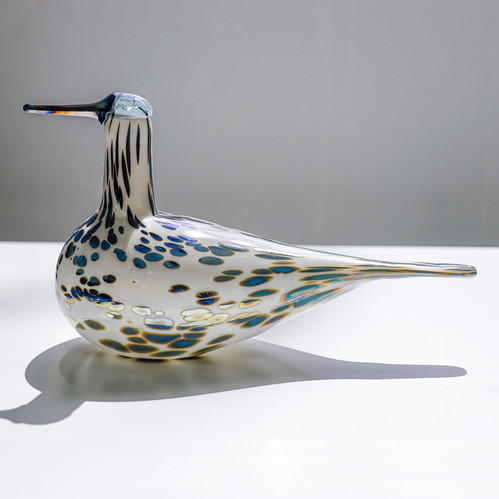 Spotted sandpiper オイバトイッカ イッタラ バード | GlassBirds Online 