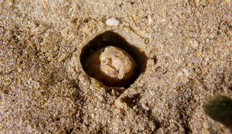 Moray eel hiding in a hole