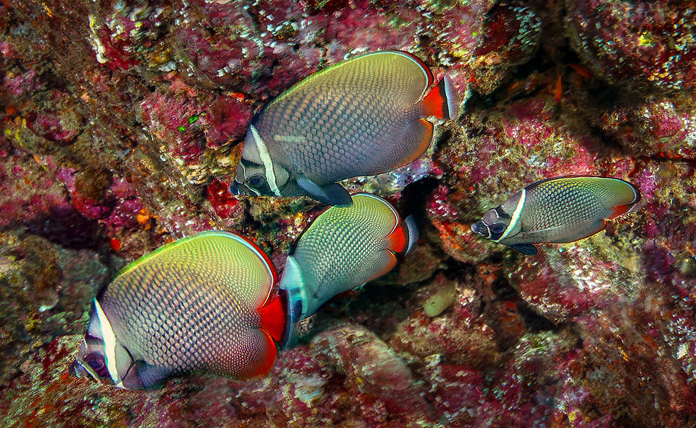 Redtail Butterfly Fish