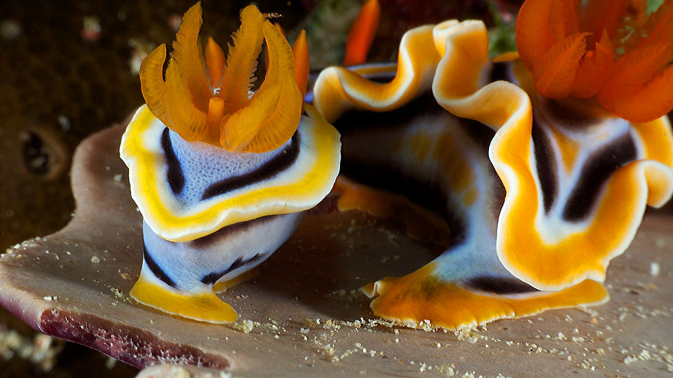 Magnifa Nudibranch