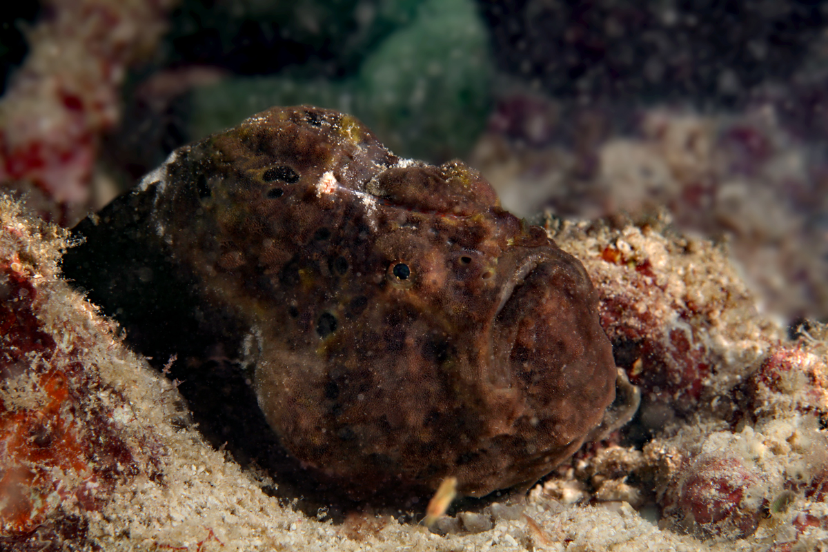 Frogfish