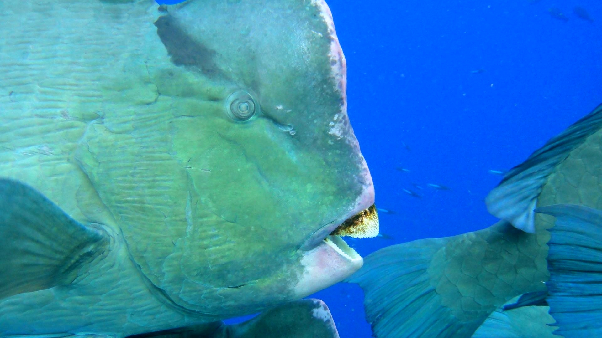Green humphead parrotfish up close.