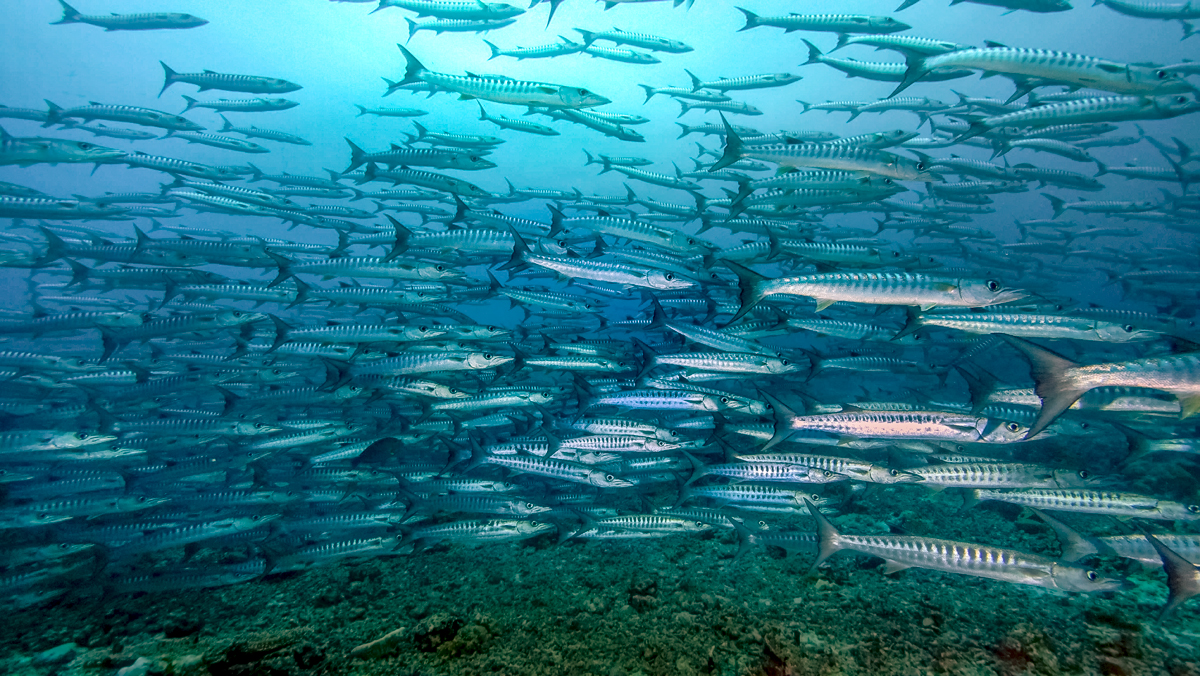 School of Barracudas