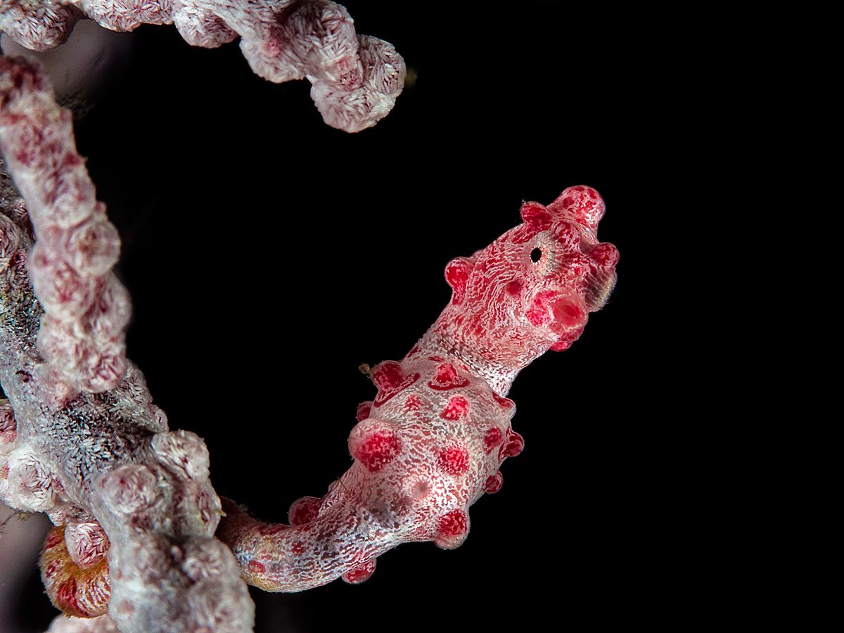 Pygmy Seahorse