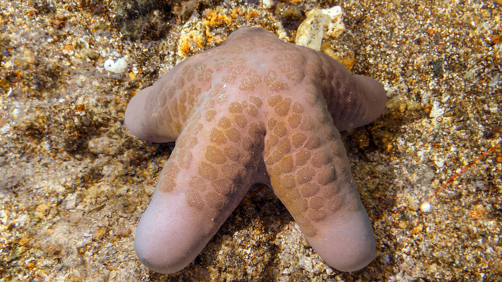 Starfish