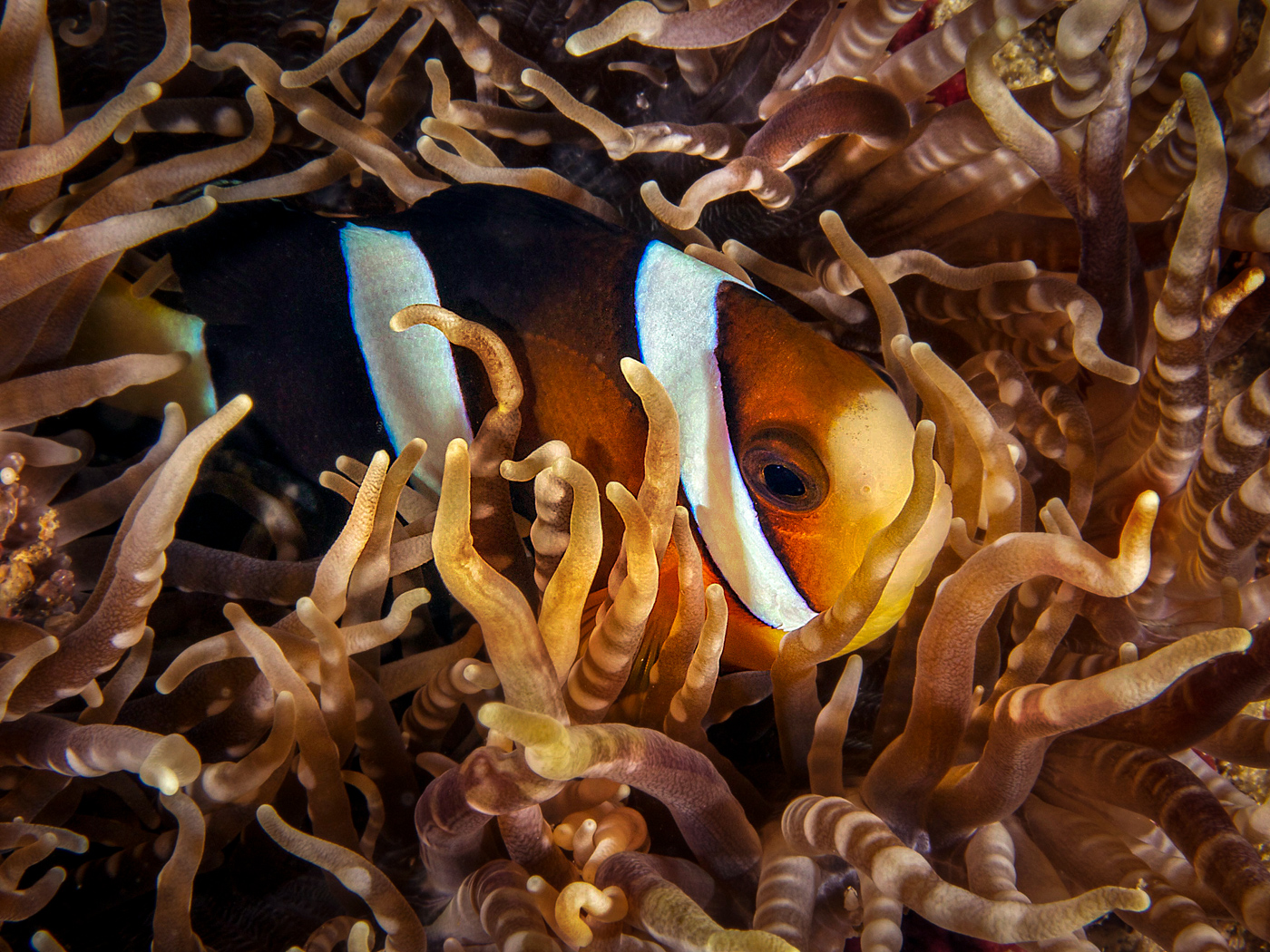 Clark's Anemonefish