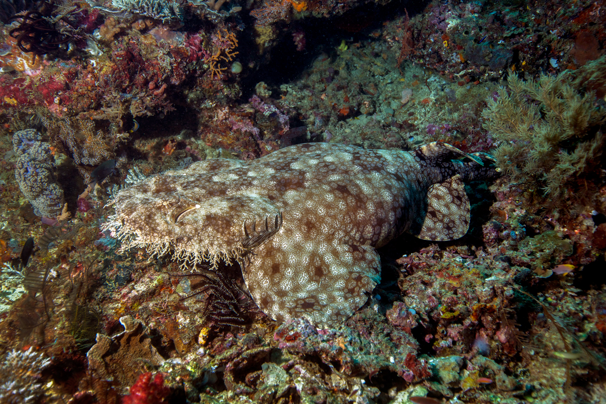 Tasselled Wobbegong