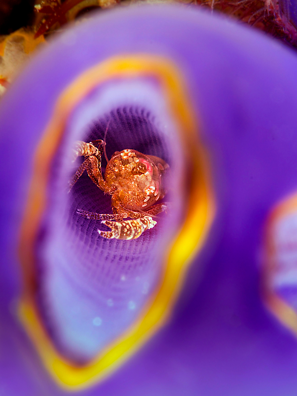 Shrimp in Sea Squirt