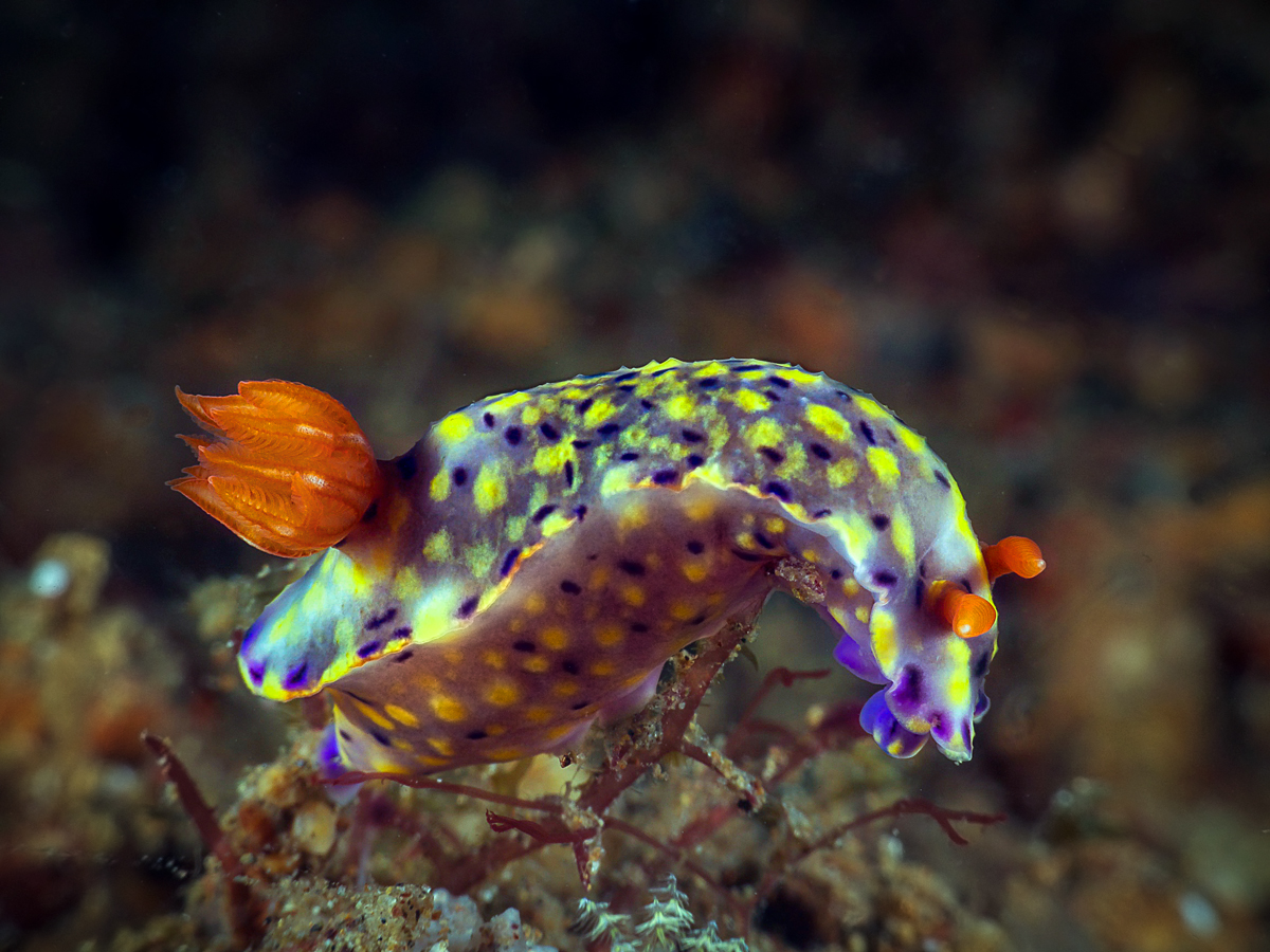 Nudibranch