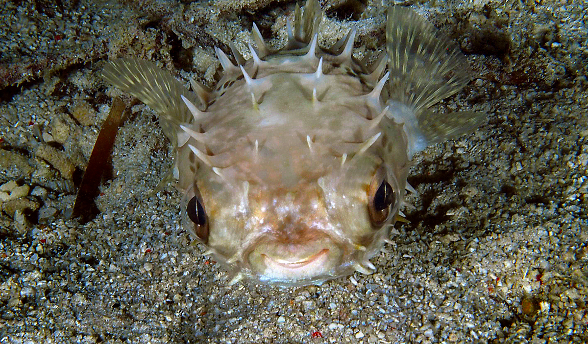 Pufferfish