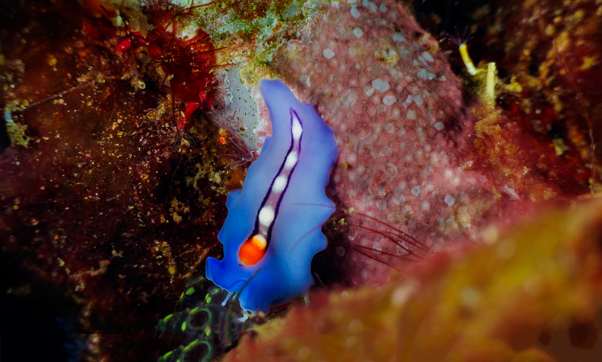 Red-tipped flatworm