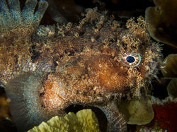 Small-scale Scorpionfish