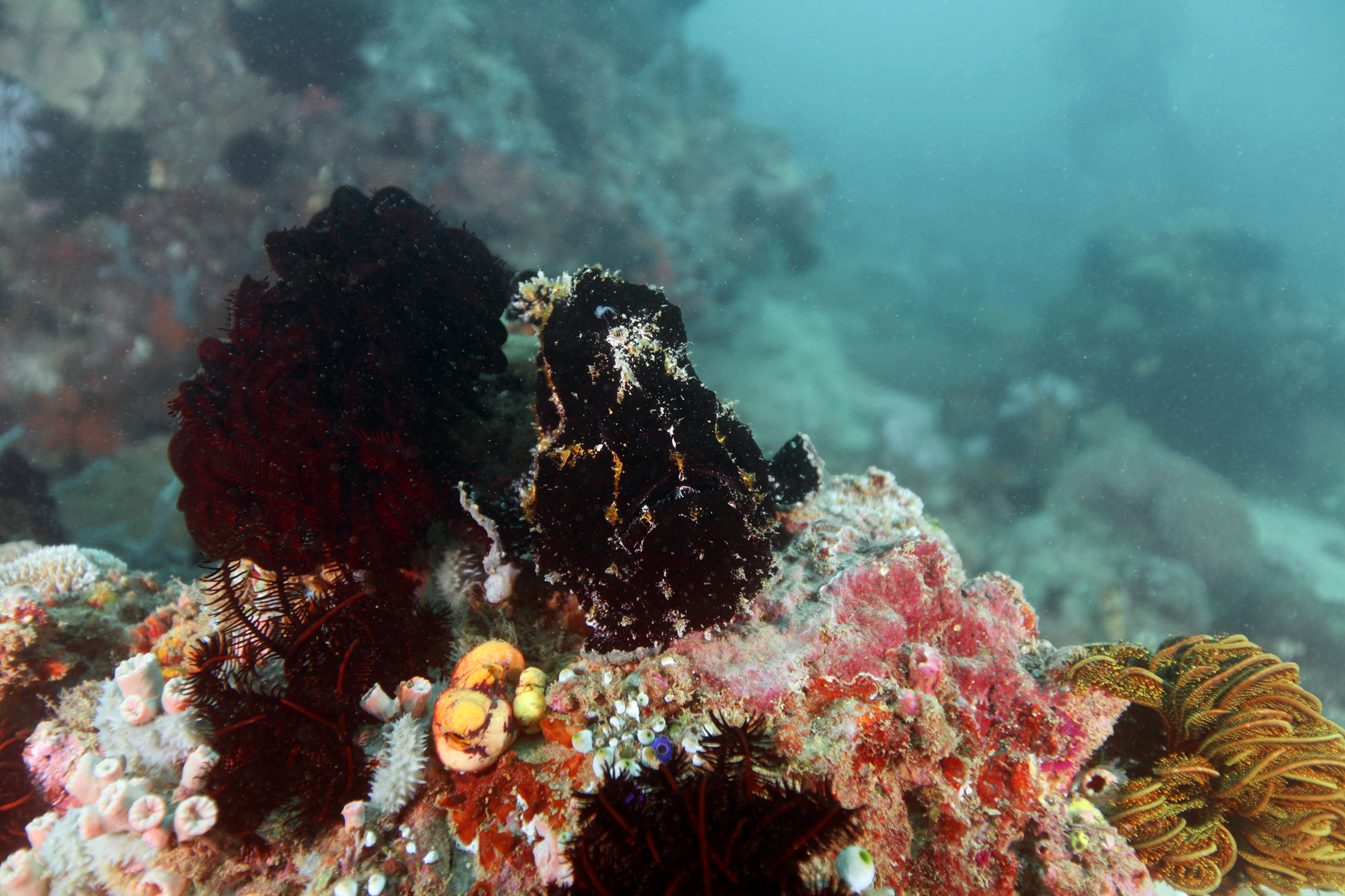 Frog Fish