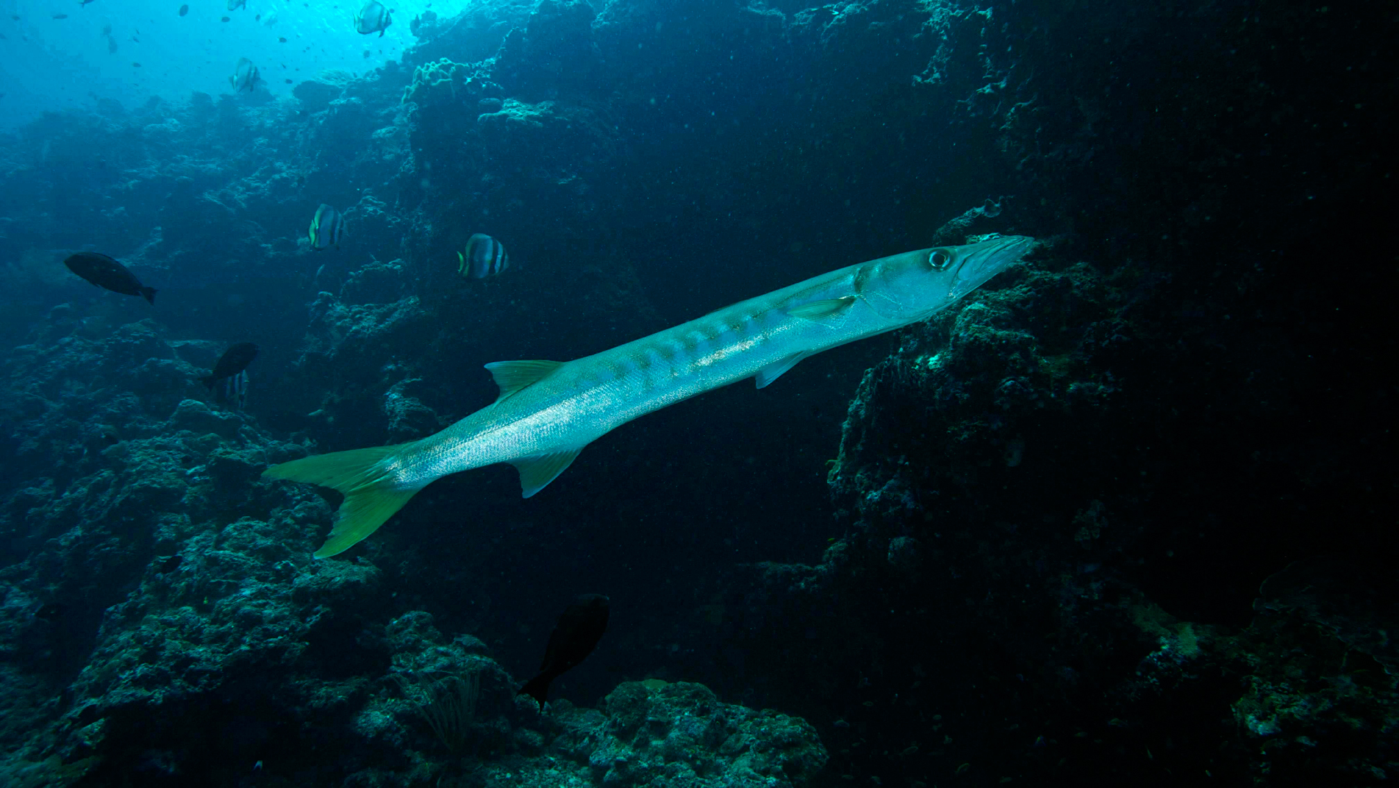 Barracuda
