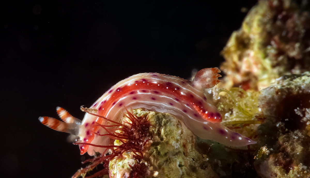 Nudibranch - Hypselodoris maculosa