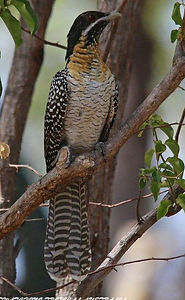 bird photography tour julatten , birding tours julatten