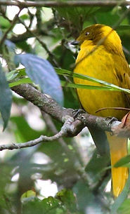 bird photography tour julatten , birding tours julatten
