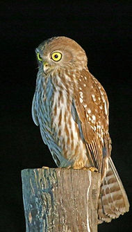 bird photography tour julatten , birding tours julatten