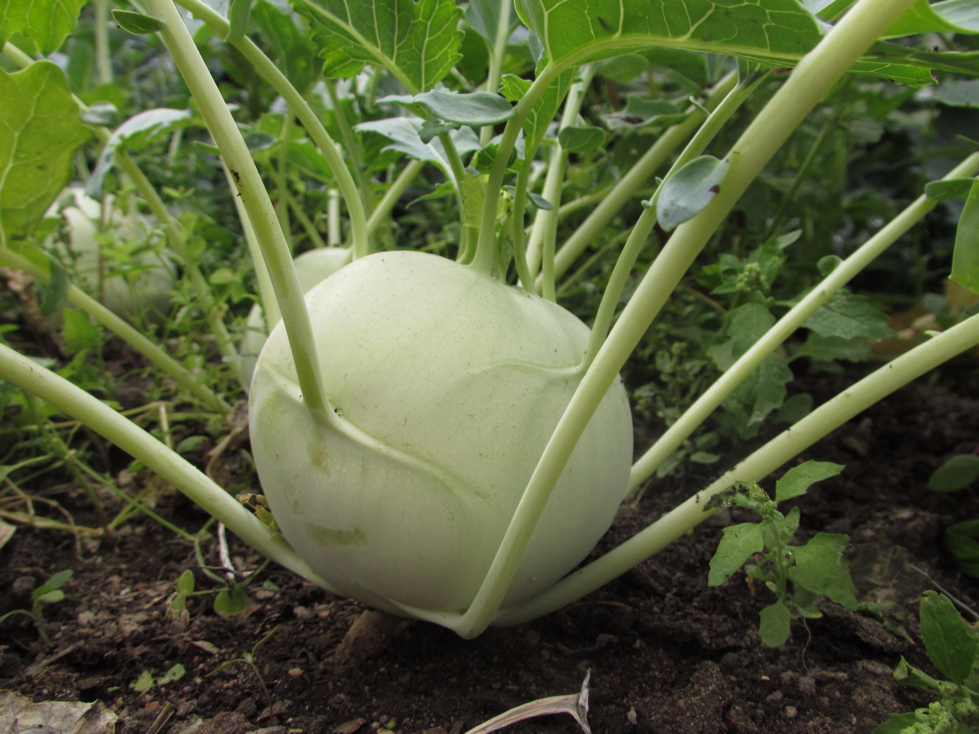 Exactly what does one do with kohlrabi? content media