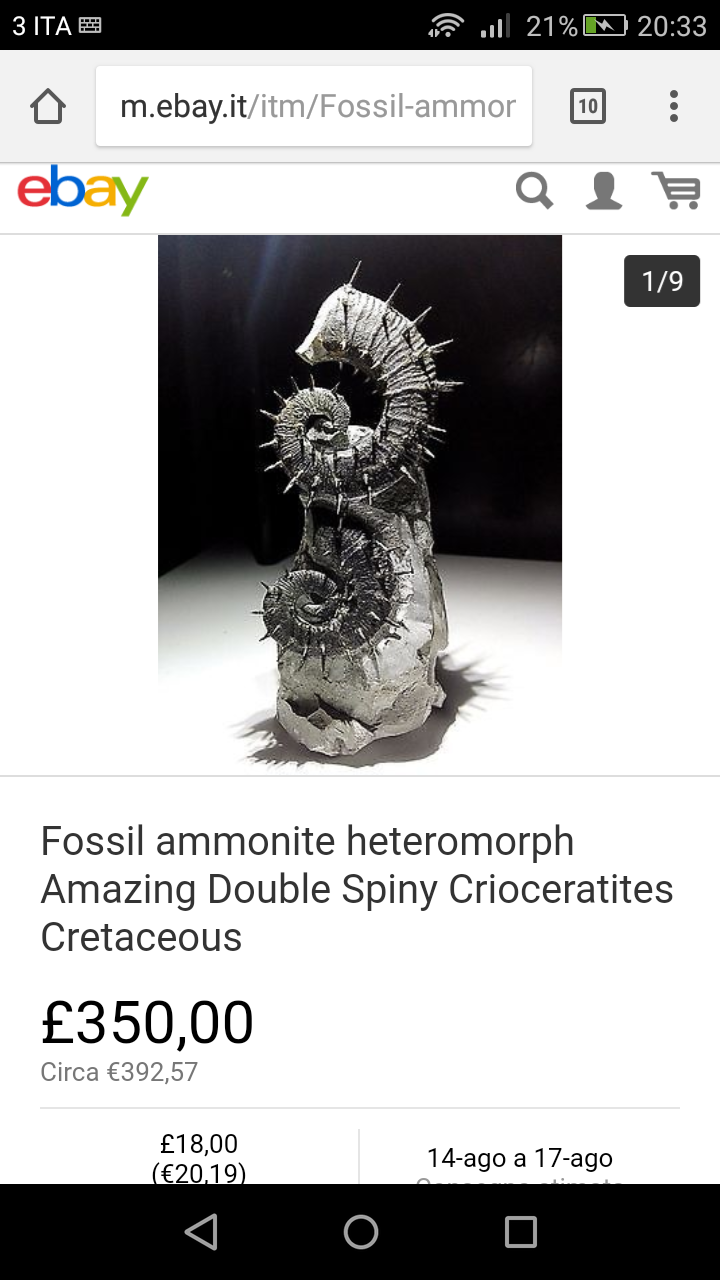 Ammoniti Crioceratites Francesi..sono un po dubbioso... content media