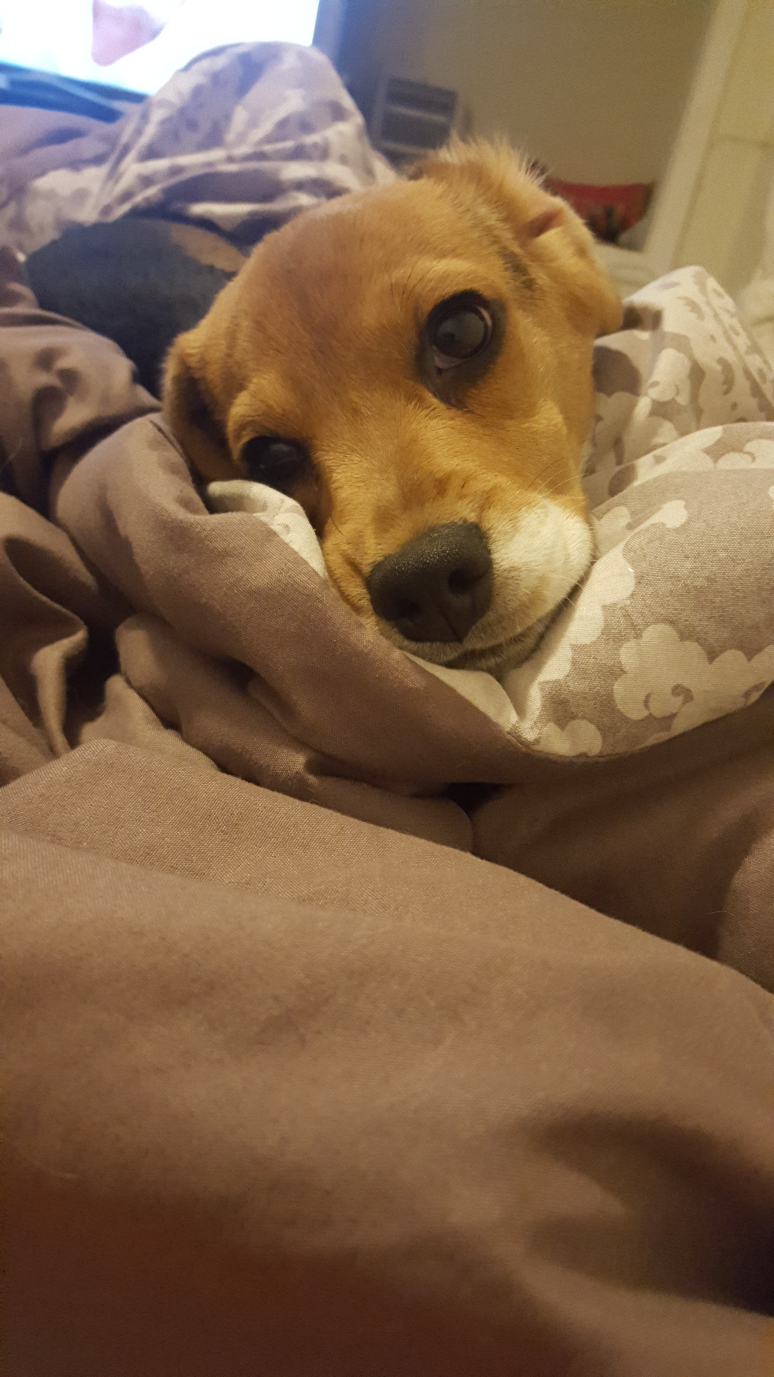 Bailey content media
