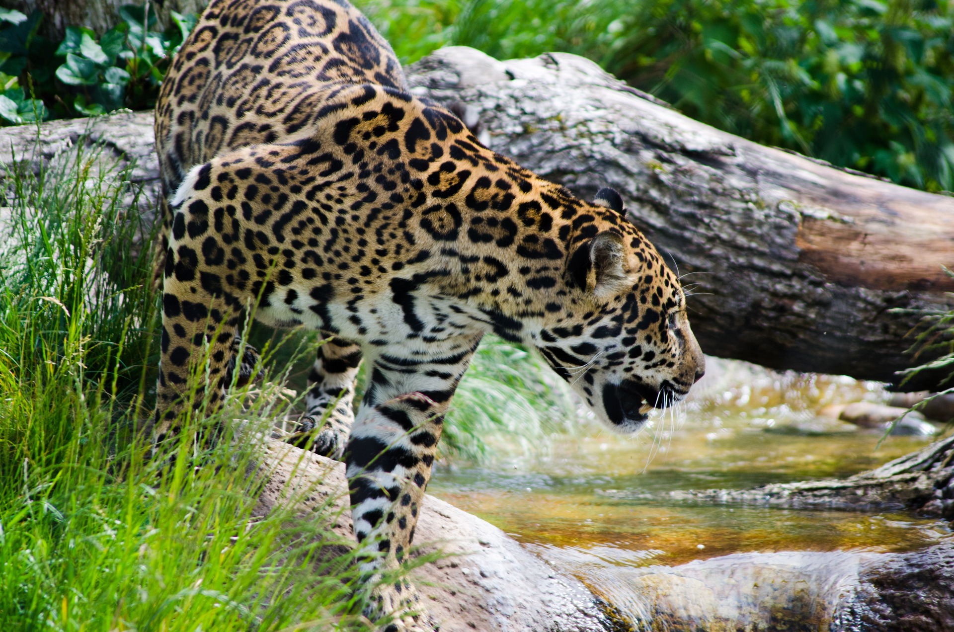 Hunting laws and good practices content media