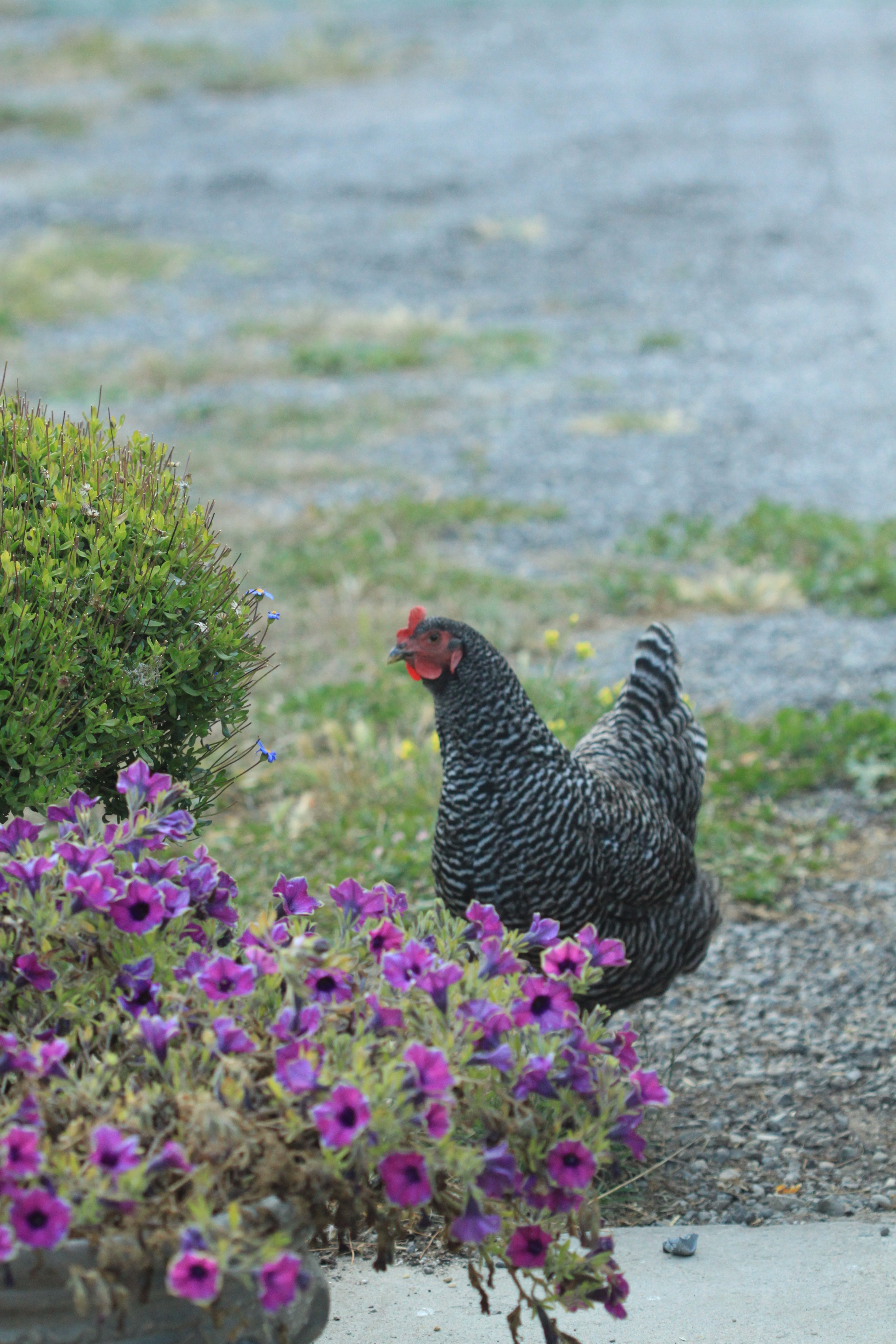 What are the best backyard chicken breeds? content media