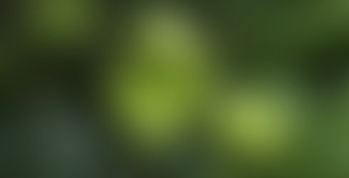 Finding inspiration for artists: Nature
