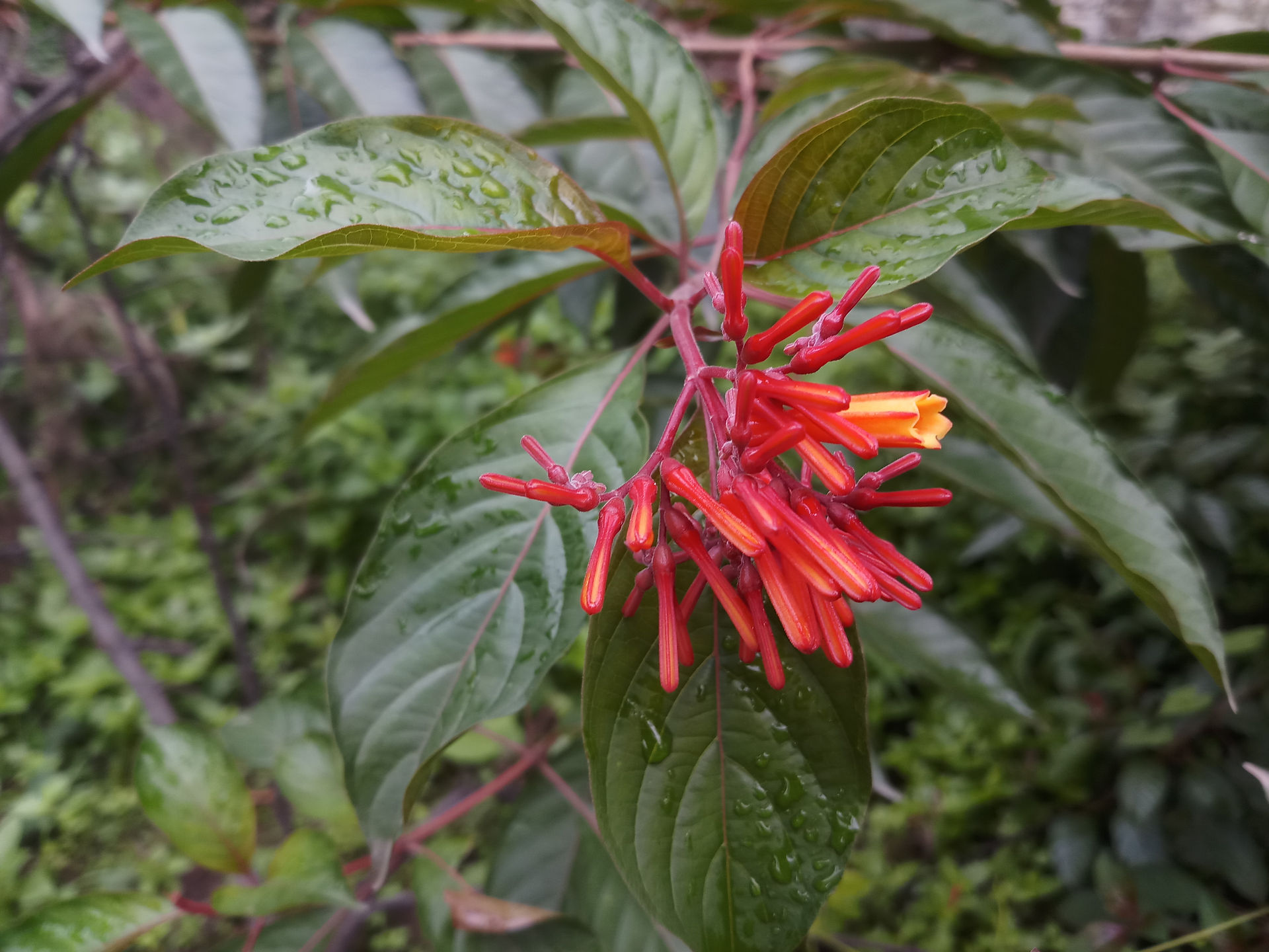 Finding inspiration for artists: Nature