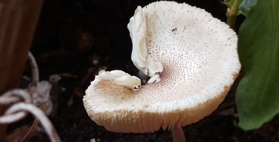 Finding inspiration for artists: Nature