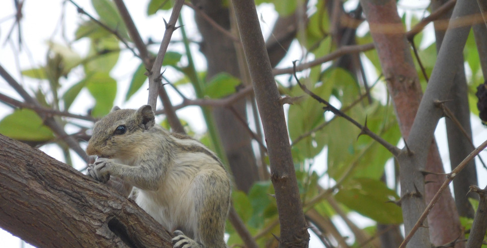 Finding inspiration for artists: Nature