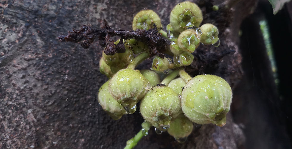 Finding inspiration for artists: Nature